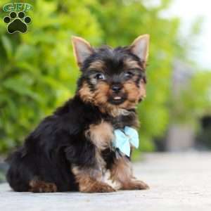 Mitchell, Yorkie Puppy
